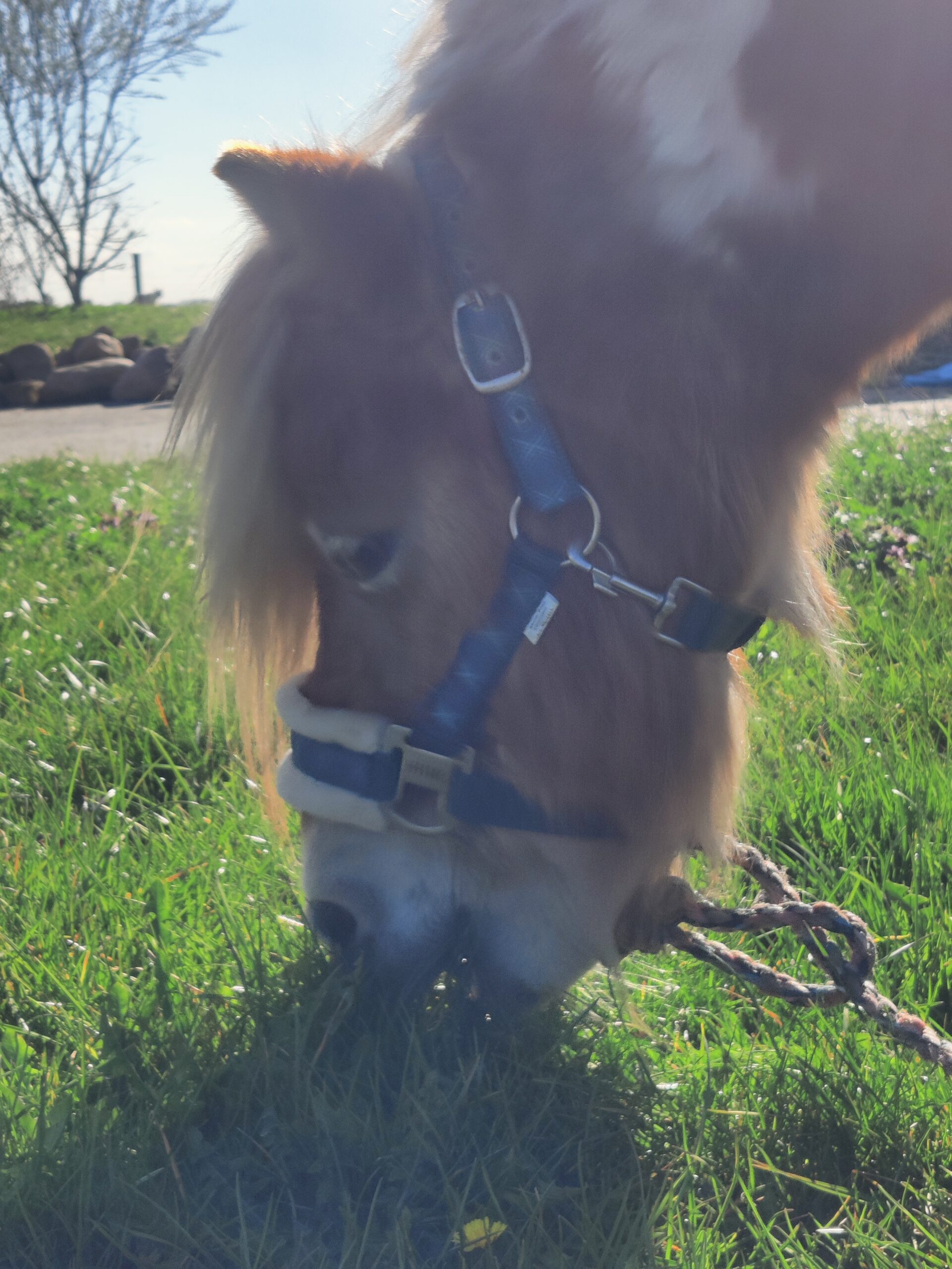 Min baggrund